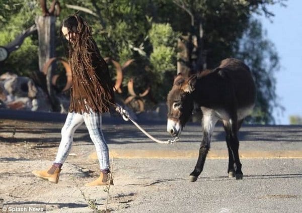 When you have a donkey as a pet and still have to walk it